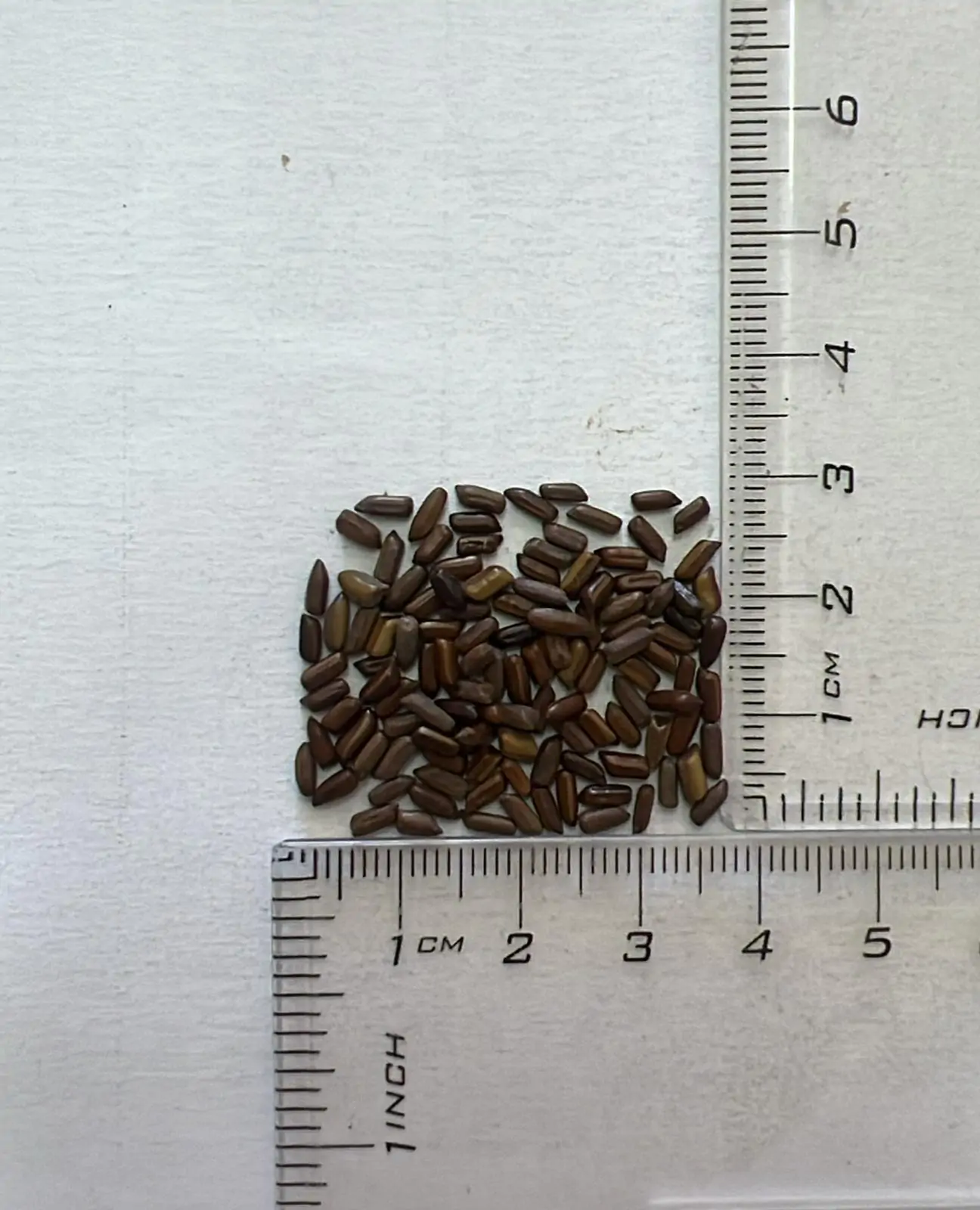 Phyllanthus acidus - Star Gooseberry - Image 7