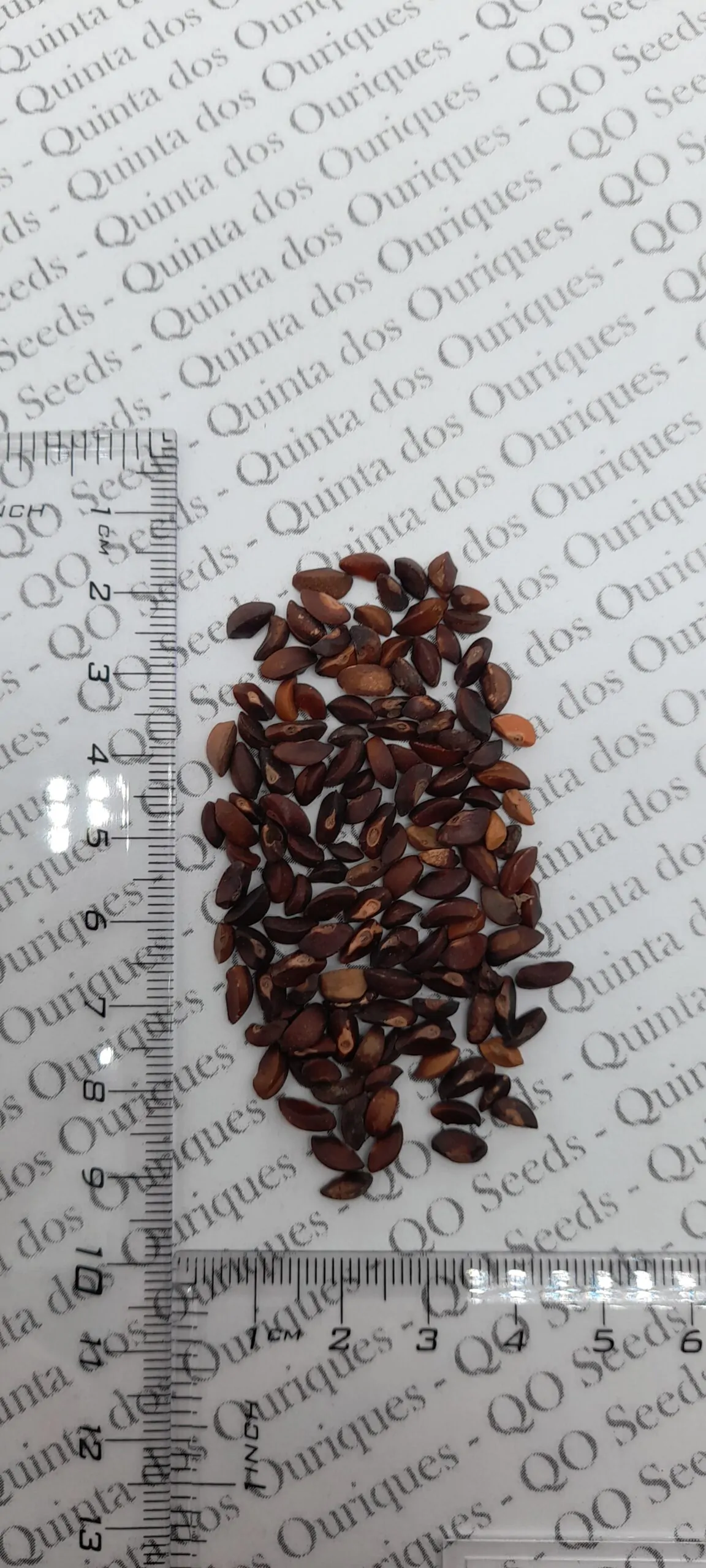 Phyllanthus emblica - Amla, Indian Gooseberry, Emblica, Amalaki - Image 9