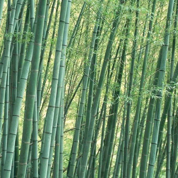 Phyllostachys edulis / Phyllostachys pubescens / Bambos moosoo / Bambusa edulis  - Moso Bamboo, Tortoise-shell Bamboo, Mao zhu - Image 3