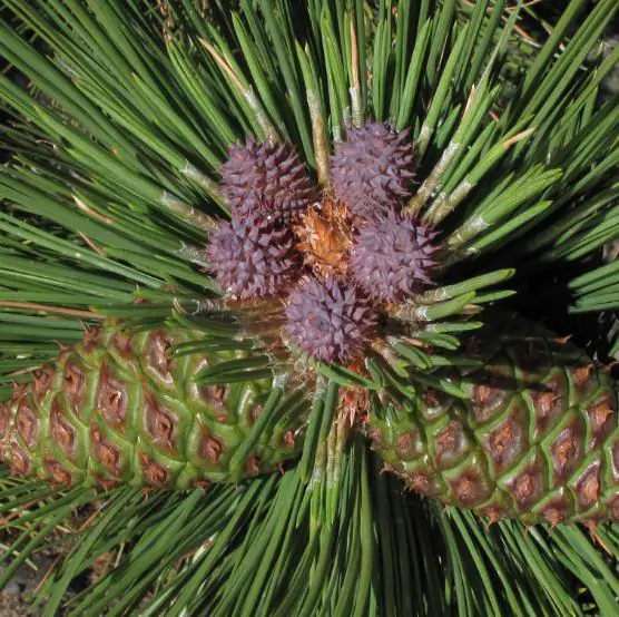 Pinus ponderosa - Ponderosa Pine, Western Yellow Pine, Bull Pine - Image 2