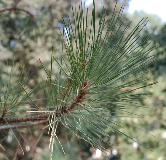 Pinus ponderosa - Ponderosa Pine, Western Yellow Pine, Bull Pine - Image 3
