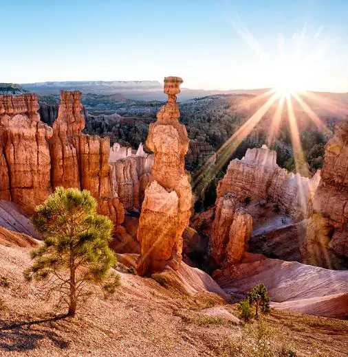 Pinus ponderosa - Ponderosa Pine, Western Yellow Pine, Bull Pine - Image 6