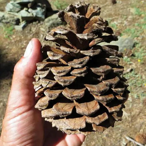 Pinus ponderosa - Ponderosa Pine, Western Yellow Pine, Bull Pine - Image 10