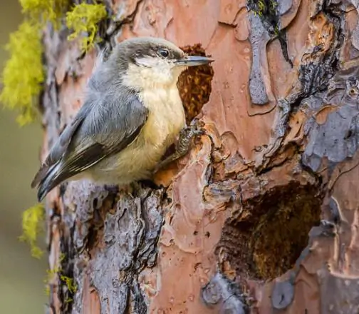 Pinus ponderosa - Ponderosa Pine, Western Yellow Pine, Bull Pine - Image 11