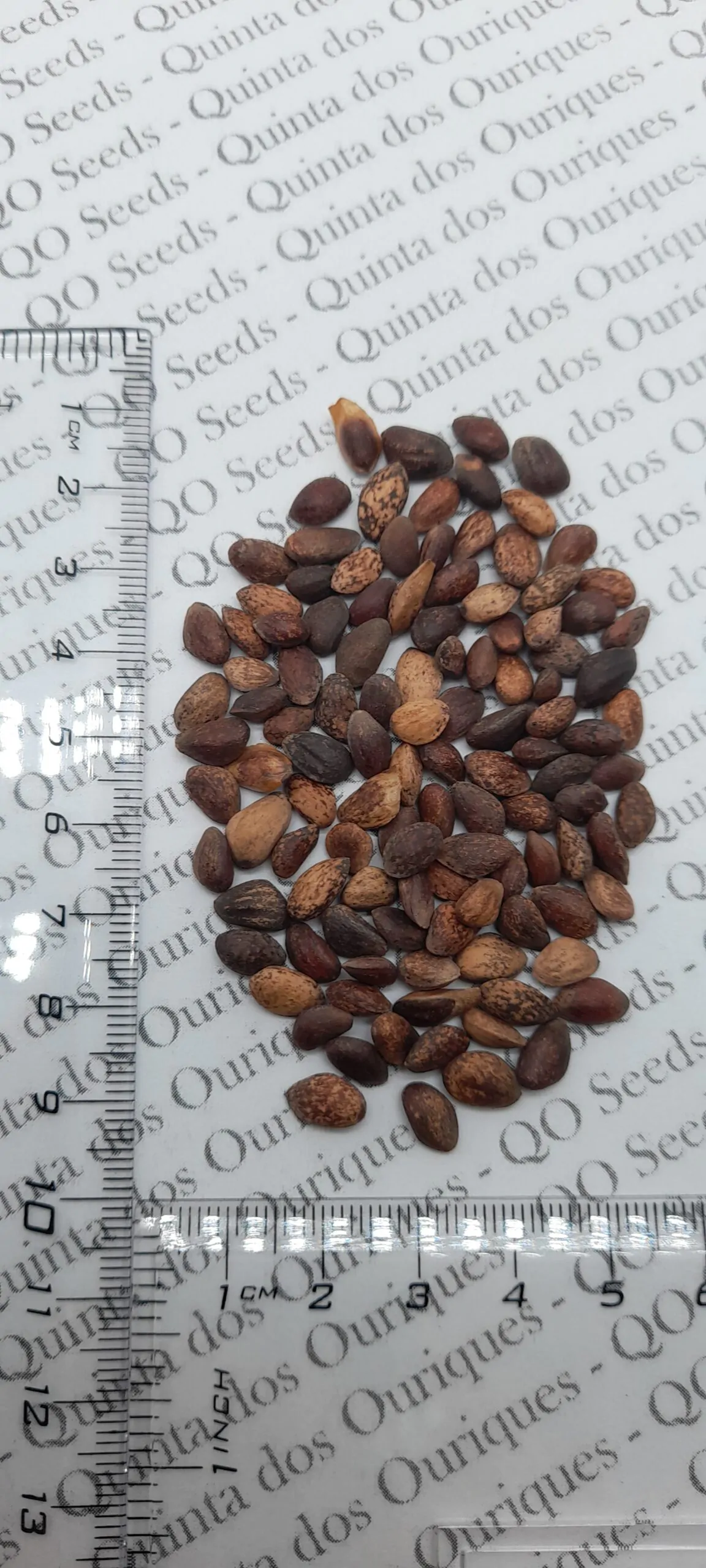 Pinus ponderosa - Ponderosa Pine, Western Yellow Pine, Bull Pine - Image 15