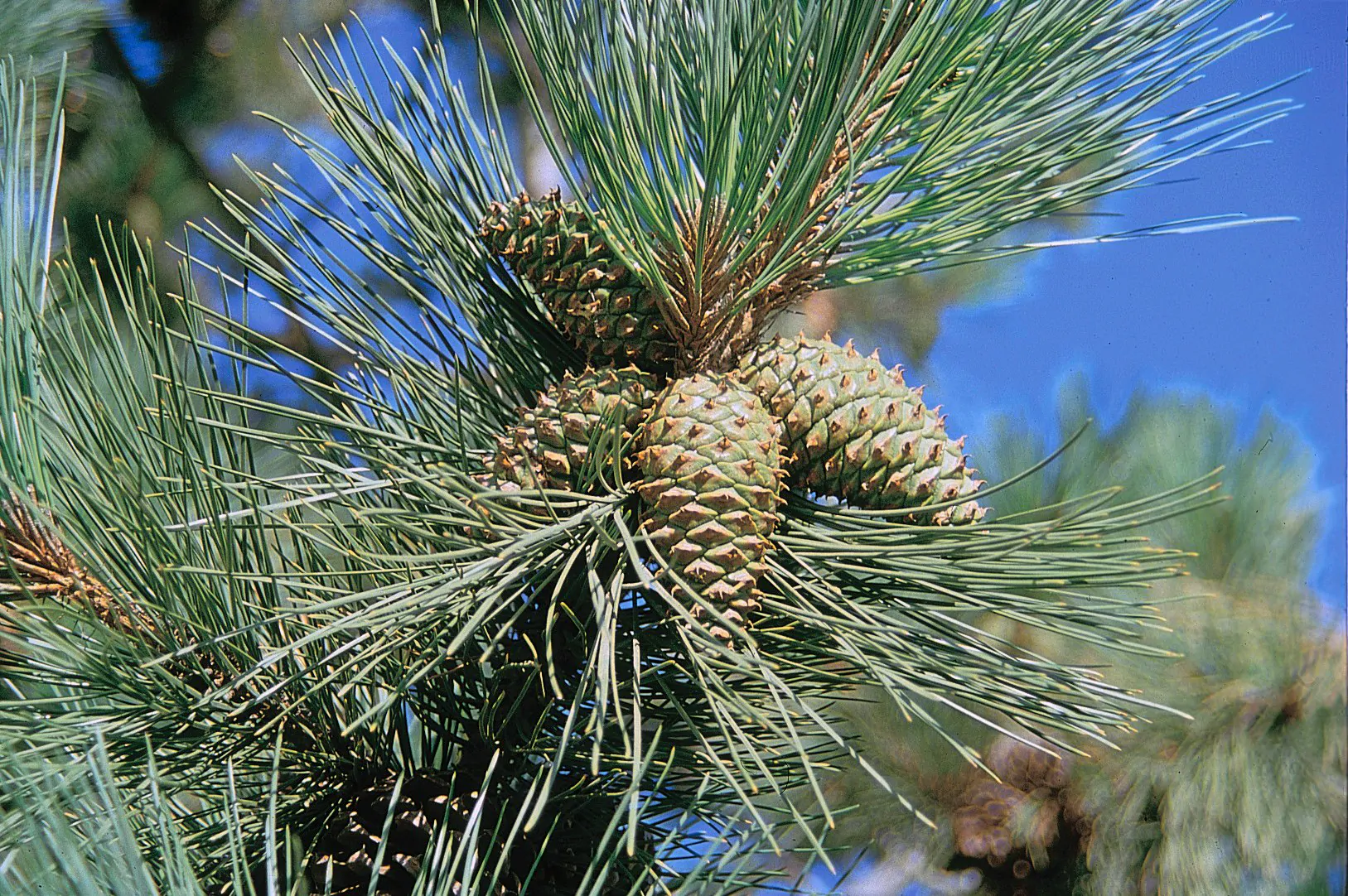 Pinus ponderosa - Ponderosa Pine, Western Yellow Pine, Bull Pine - Image 16