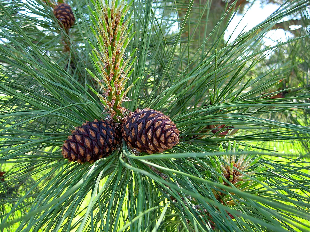 Pinus ponderosa - Ponderosa Pine, Western Yellow Pine, Bull Pine - Image 17