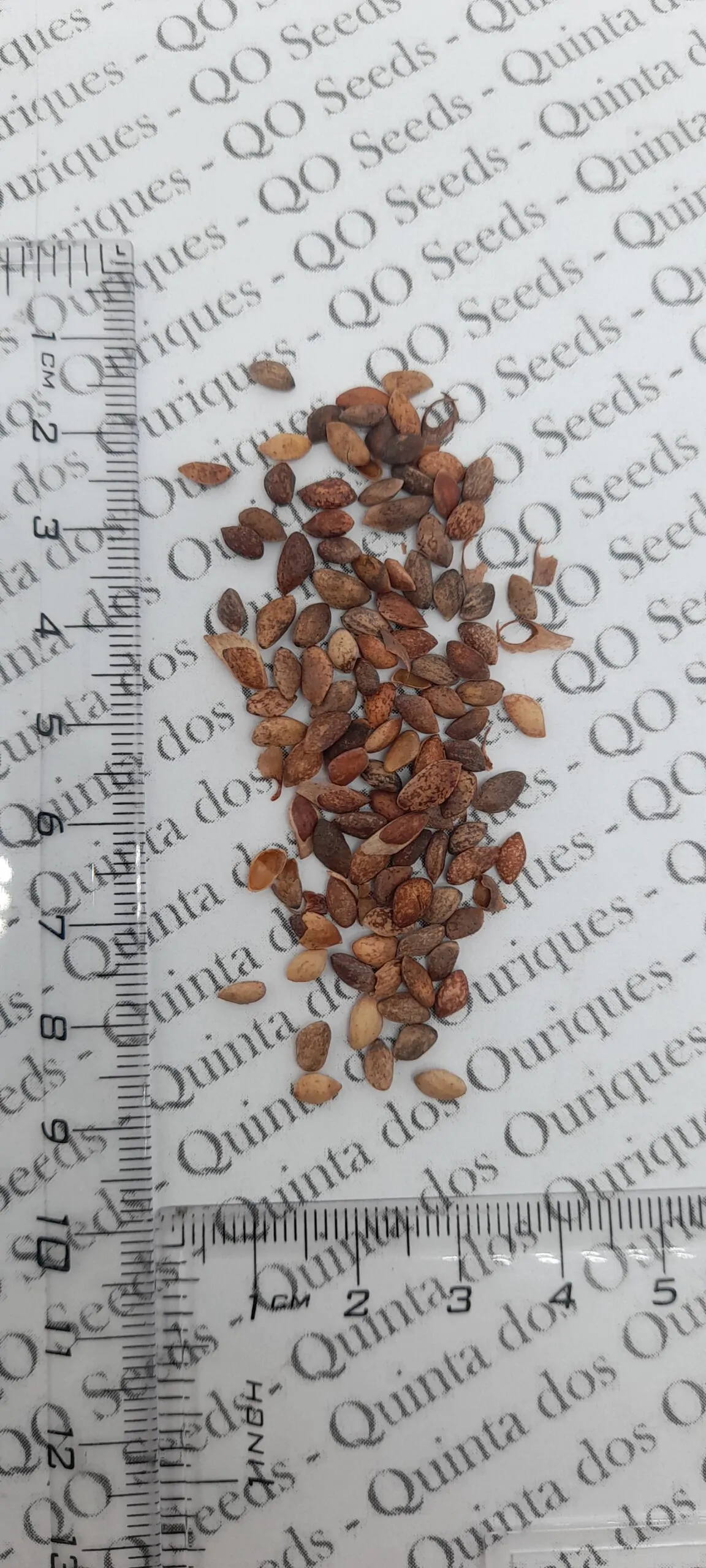 Pinus thunbergii - Japanese Black Pine - Image 6