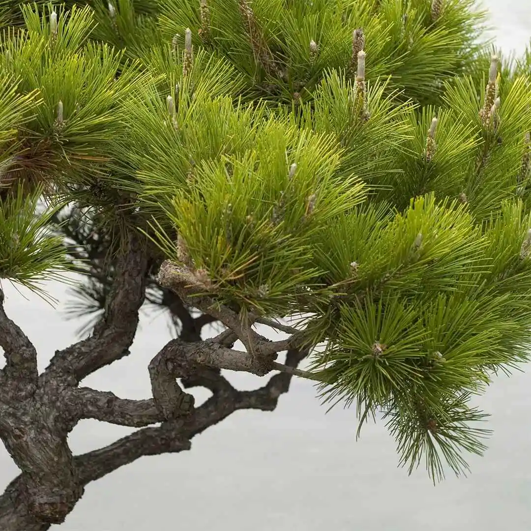 Pinus thunbergii - Japanese Black Pine - Image 7