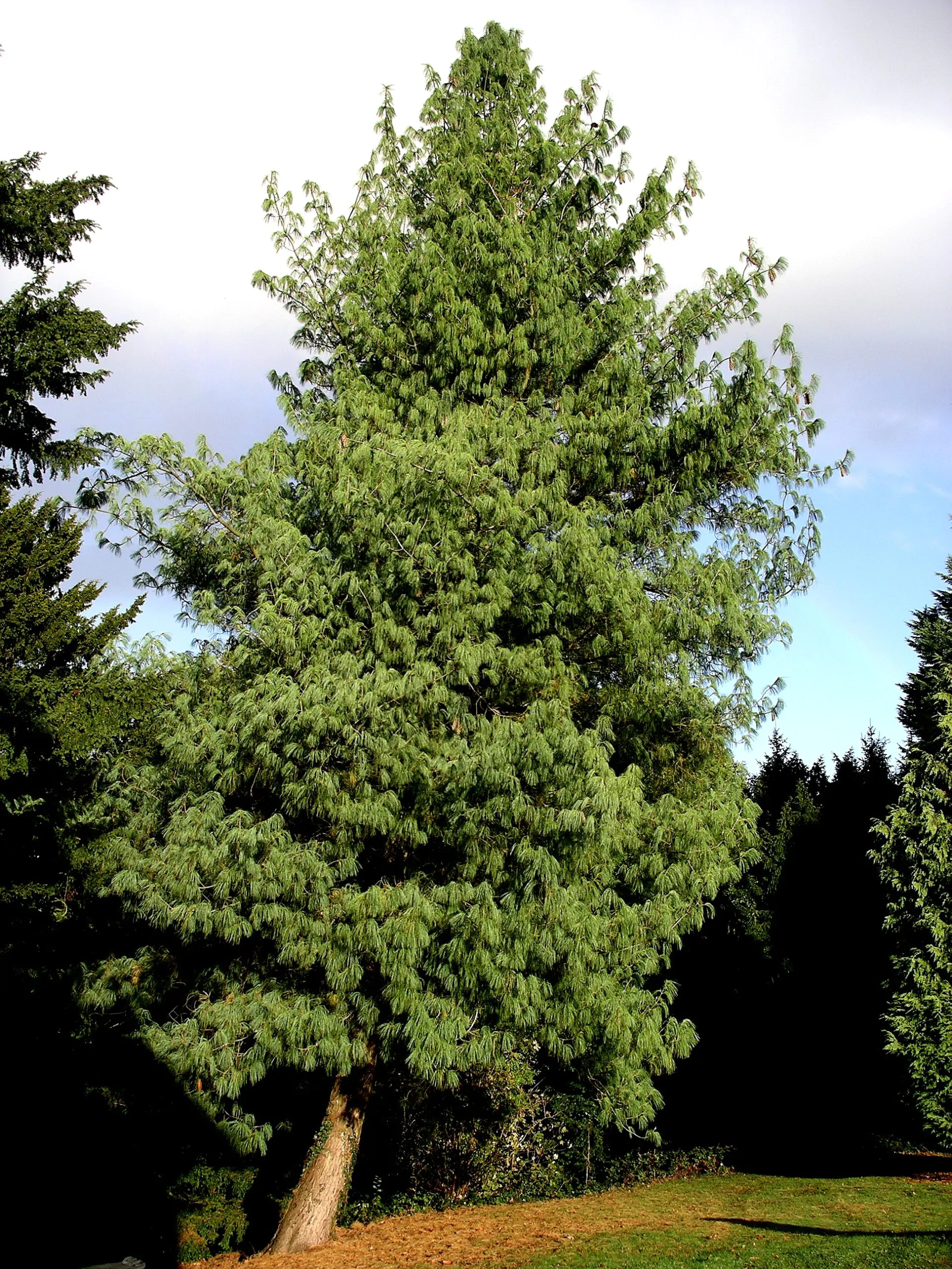 Pinus wallichiana - Bhutan Pine, Himalayan Pine, Himalayan White Pine, Blue Pine - Image 2