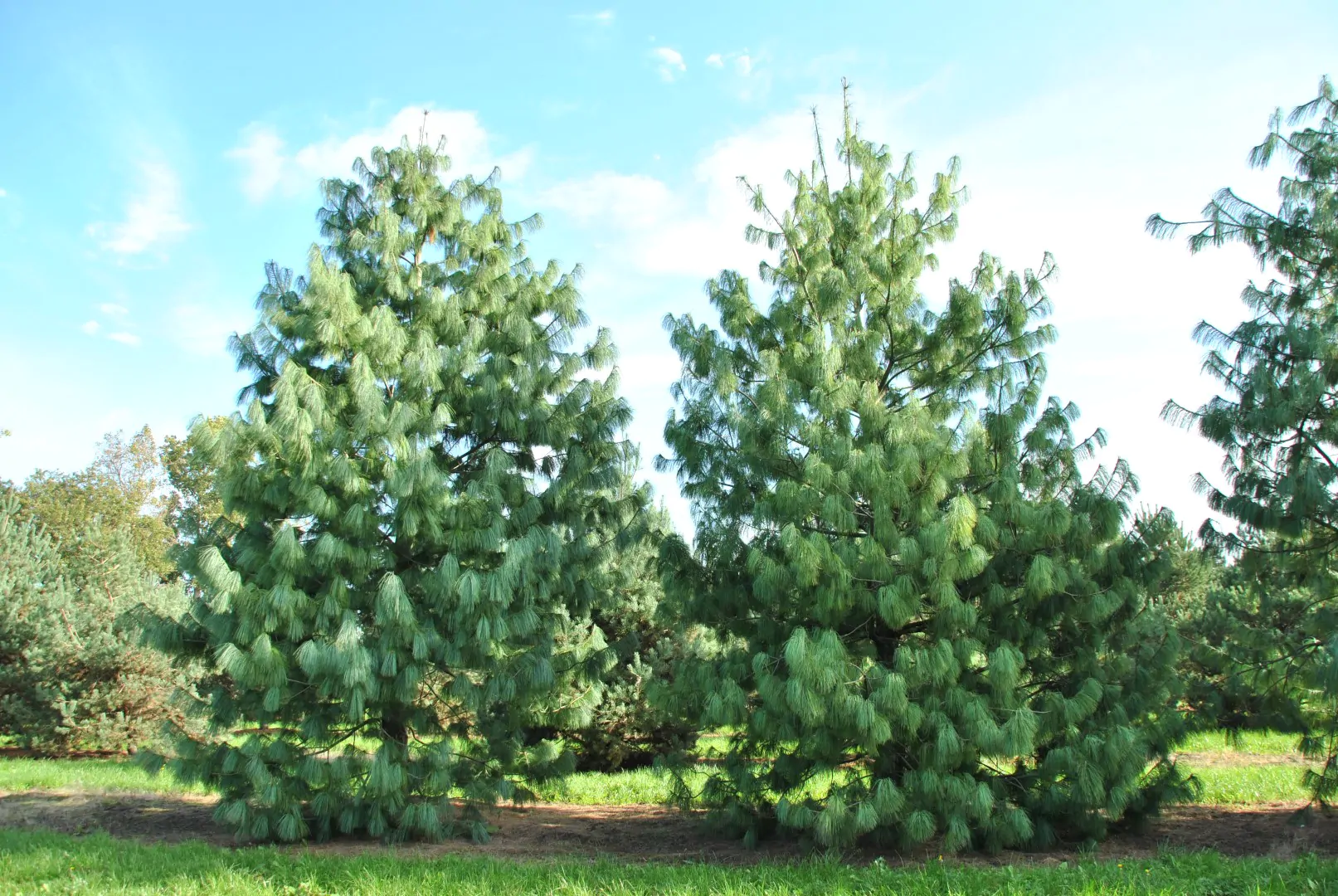 Pinus wallichiana - Bhutan Pine, Himalayan Pine, Himalayan White Pine, Blue Pine