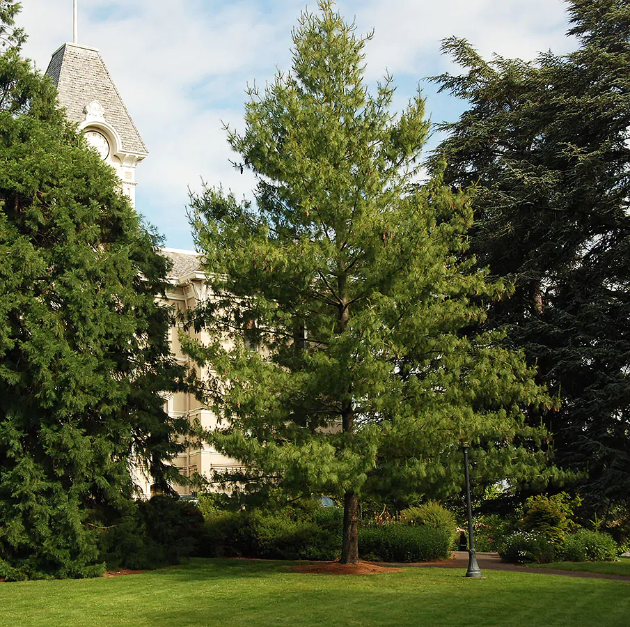 Pinus wallichiana - Bhutan Pine, Himalayan Pine, Himalayan White Pine, Blue Pine - Image 5