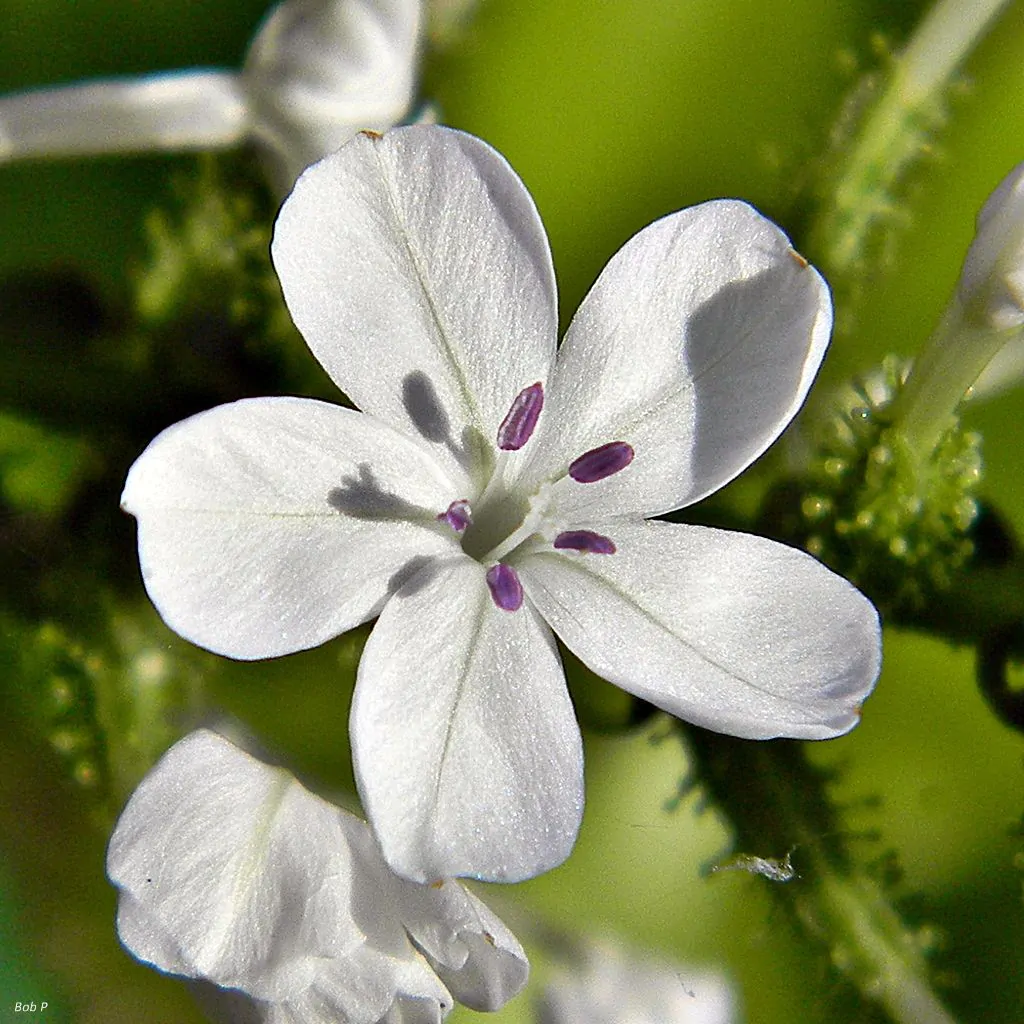Plumbago zeylanica / Plumbago scandens - Ceylon Leadwort, Doctorbush, Wild Leadwort