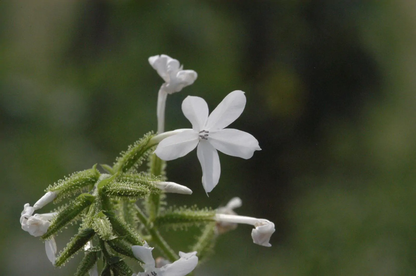 Plumbago zeylanica / Plumbago scandens - Ceylon Leadwort, Doctorbush, Wild Leadwort - Image 4