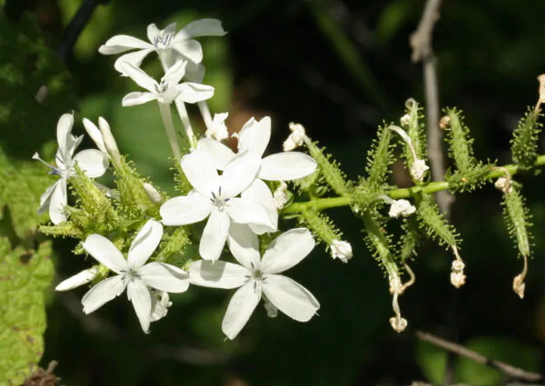 Plumbago zeylanica / Plumbago scandens - Ceylon Leadwort, Doctorbush, Wild Leadwort - Image 5