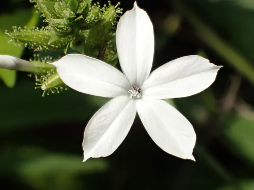 Plumbago zeylanica / Plumbago scandens - Ceylon Leadwort, Doctorbush, Wild Leadwort - Image 6