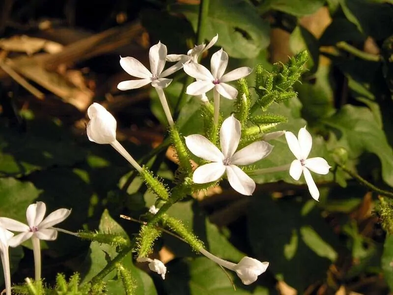 Plumbago zeylanica / Plumbago scandens - Ceylon Leadwort, Doctorbush, Wild Leadwort - Image 7
