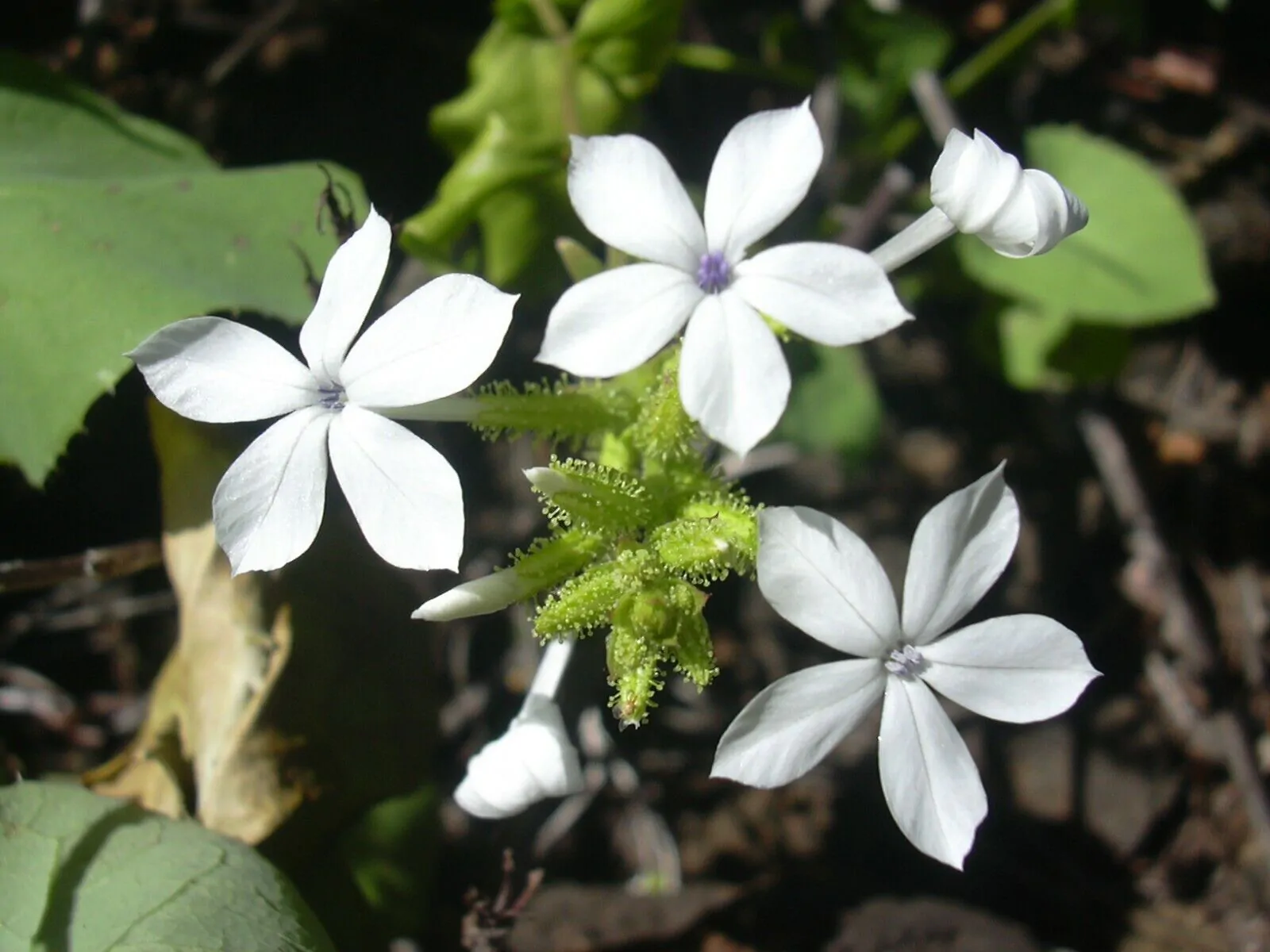 Plumbago zeylanica / Plumbago scandens - Ceylon Leadwort, Doctorbush, Wild Leadwort - Image 8