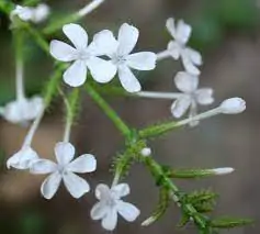 Plumbago zeylanica / Plumbago scandens - Ceylon Leadwort, Doctorbush, Wild Leadwort - Image 10