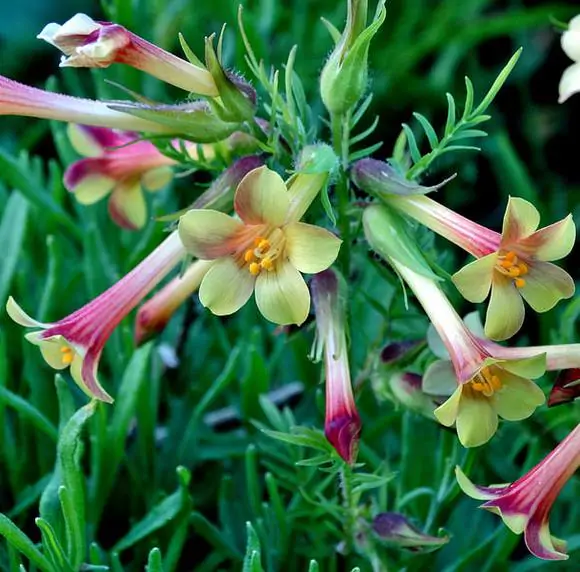 Polemonium pauciflorum - Greek Valerian, Jacob's Trumpets Ladder, Pine Trumpets, Sulfur Trumpets