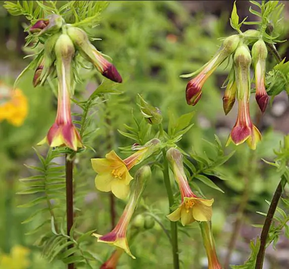 Polemonium pauciflorum - Greek Valerian, Jacob's Trumpets Ladder, Pine Trumpets, Sulfur Trumpets - Image 2
