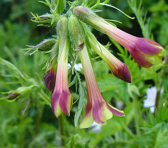 Polemonium pauciflorum - Greek Valerian, Jacob's Trumpets Ladder, Pine Trumpets, Sulfur Trumpets - Image 3