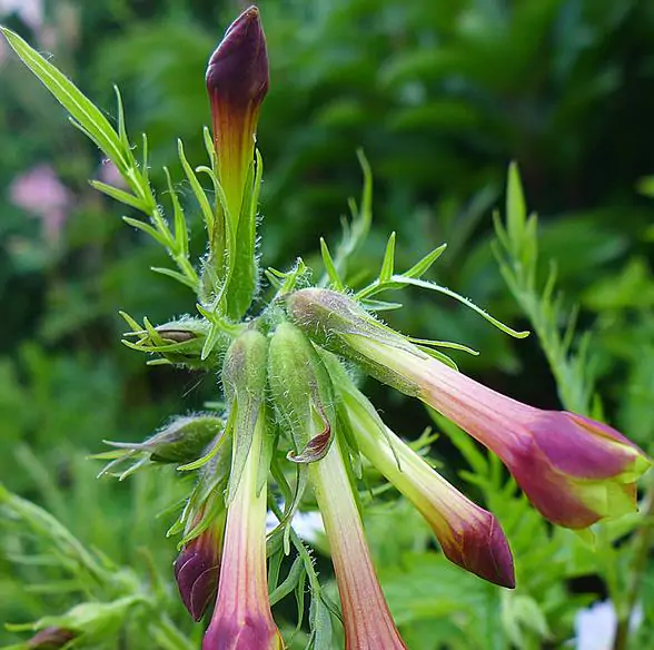 Polemonium pauciflorum - Greek Valerian, Jacob's Trumpets Ladder, Pine Trumpets, Sulfur Trumpets - Image 4