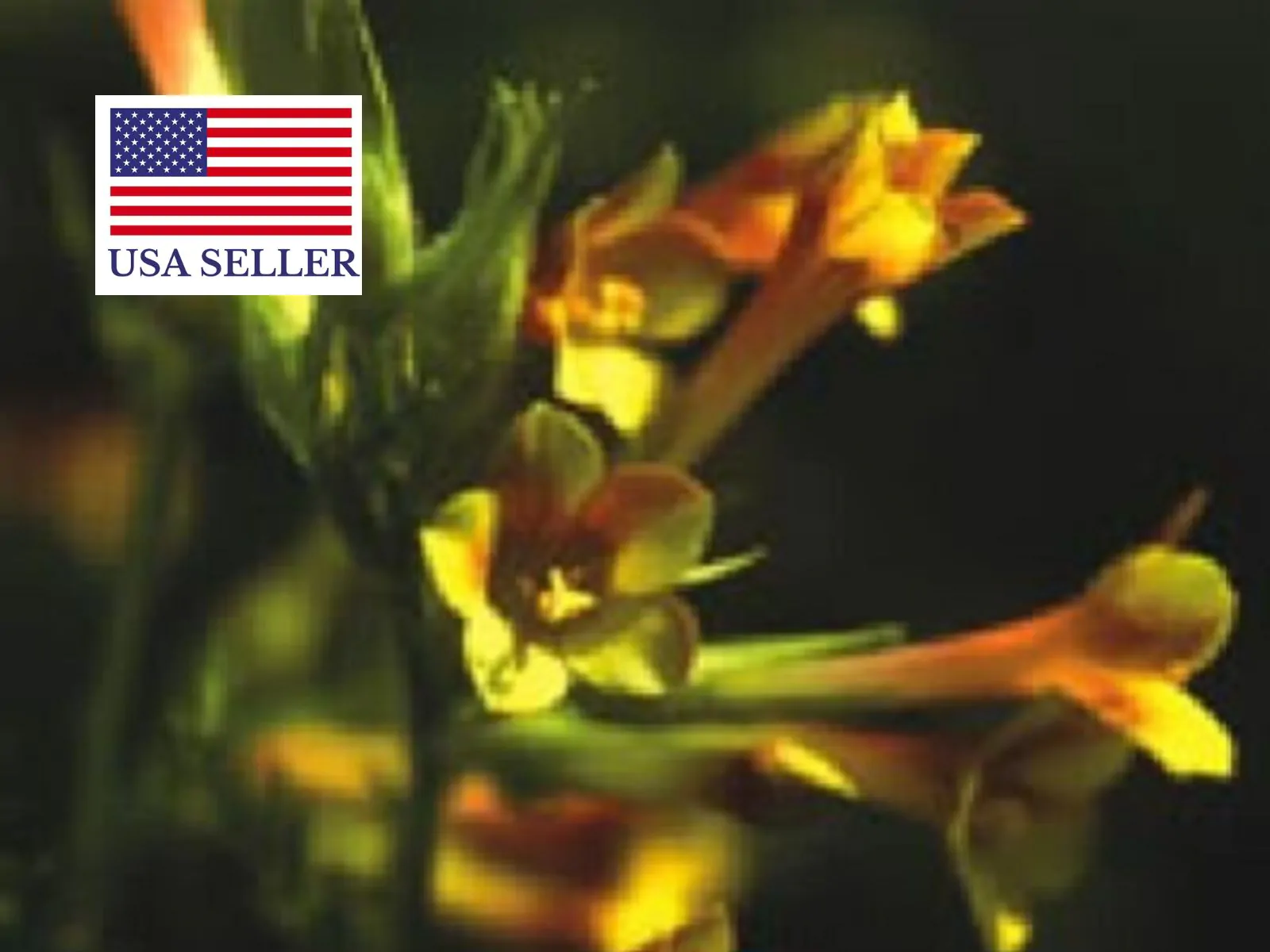 Polemonium pauciflorum - Greek Valerian, Jacob's Trumpets Ladder, Pine Trumpets, Sulfur Trumpets - Image 6