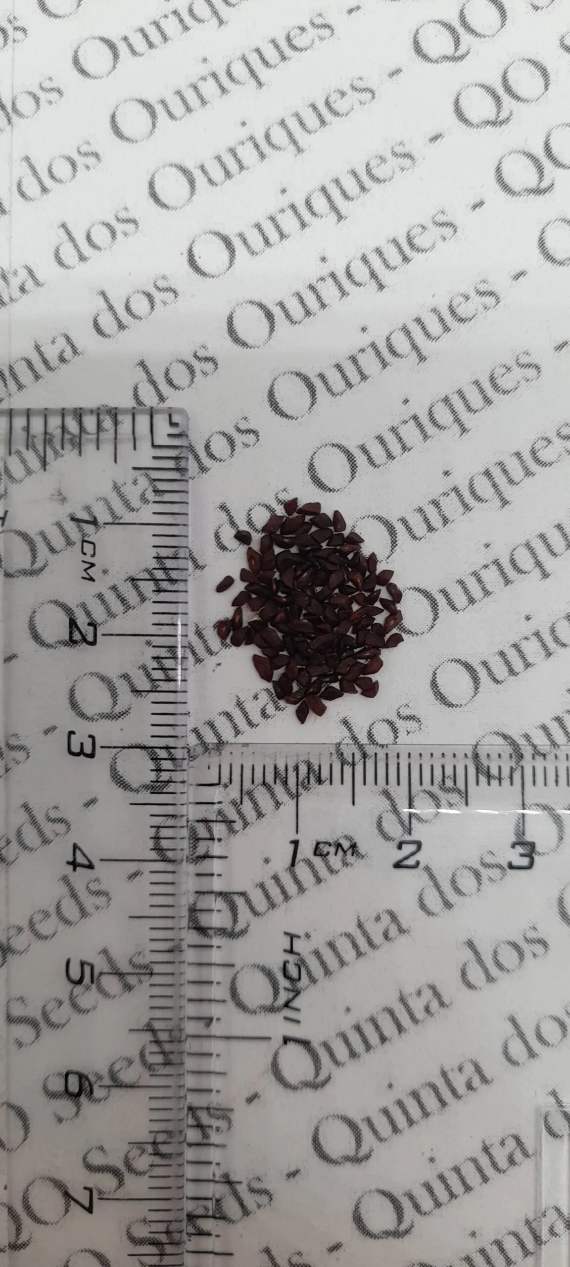 Polemonium pauciflorum - Greek Valerian, Jacob's Trumpets Ladder, Pine Trumpets, Sulfur Trumpets - Image 7