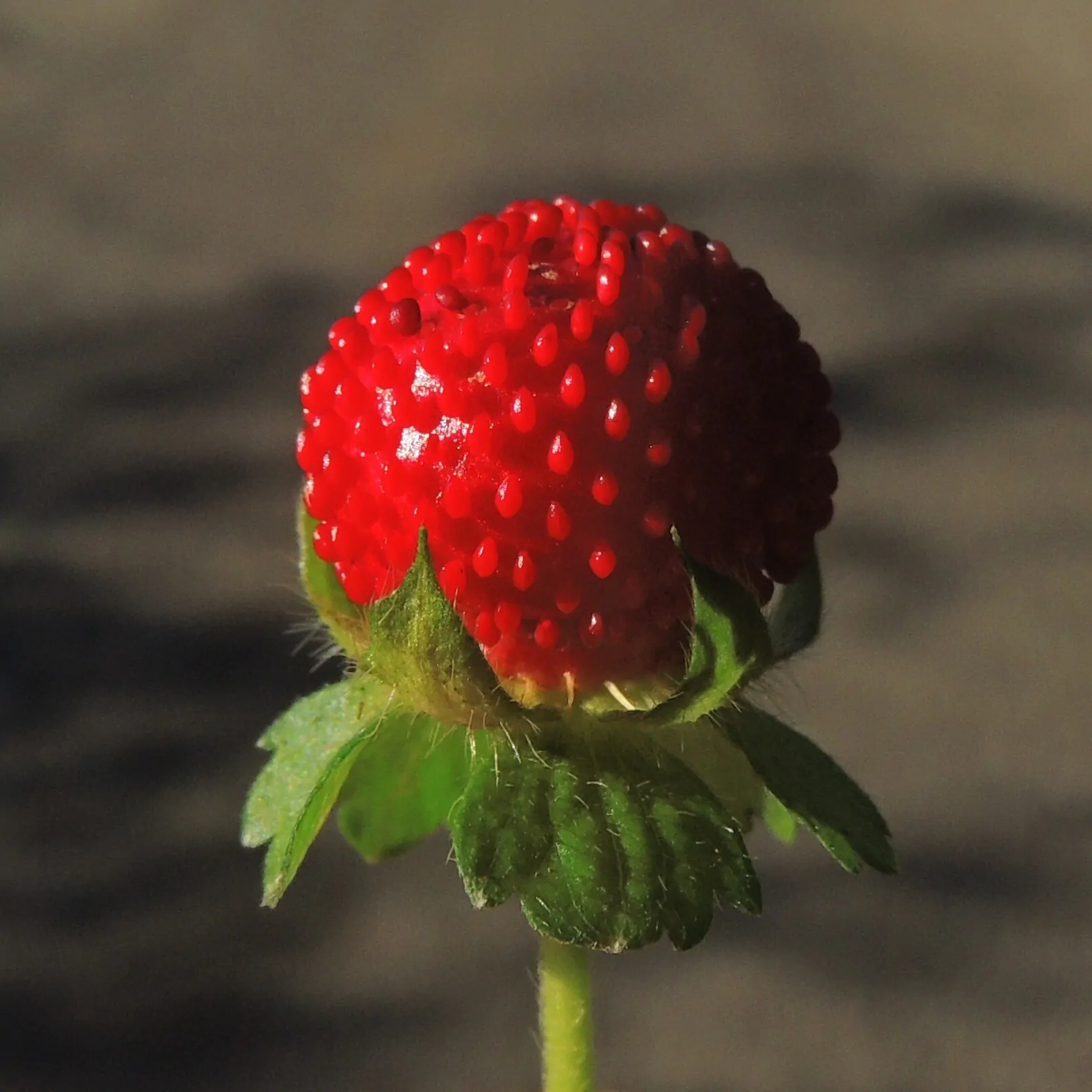 Potentilla indica / Duchesnea indica - Mock Strawberry, Indian Strawberry, Snakeberry