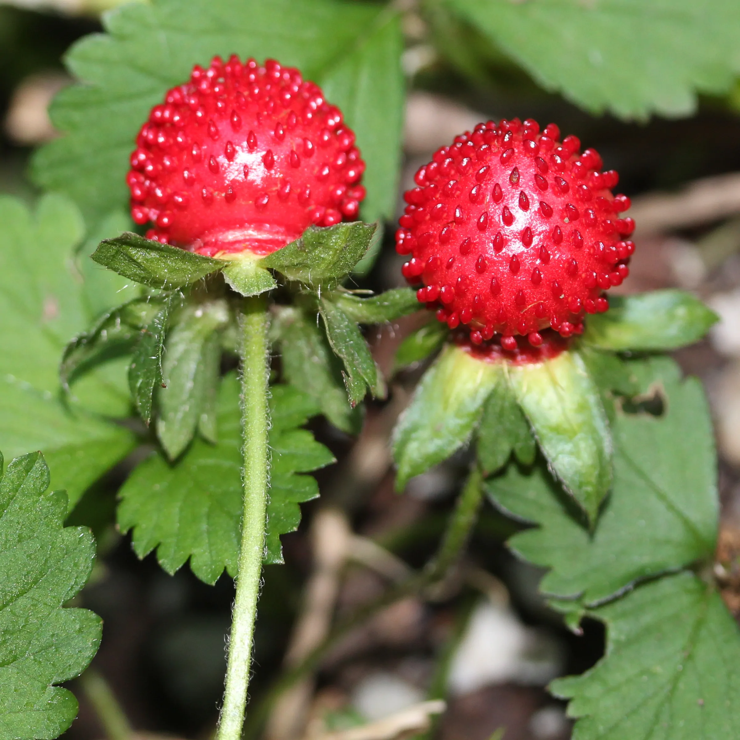 Potentilla indica / Duchesnea indica - Mock Strawberry, Indian Strawberry, Snakeberry - Image 4