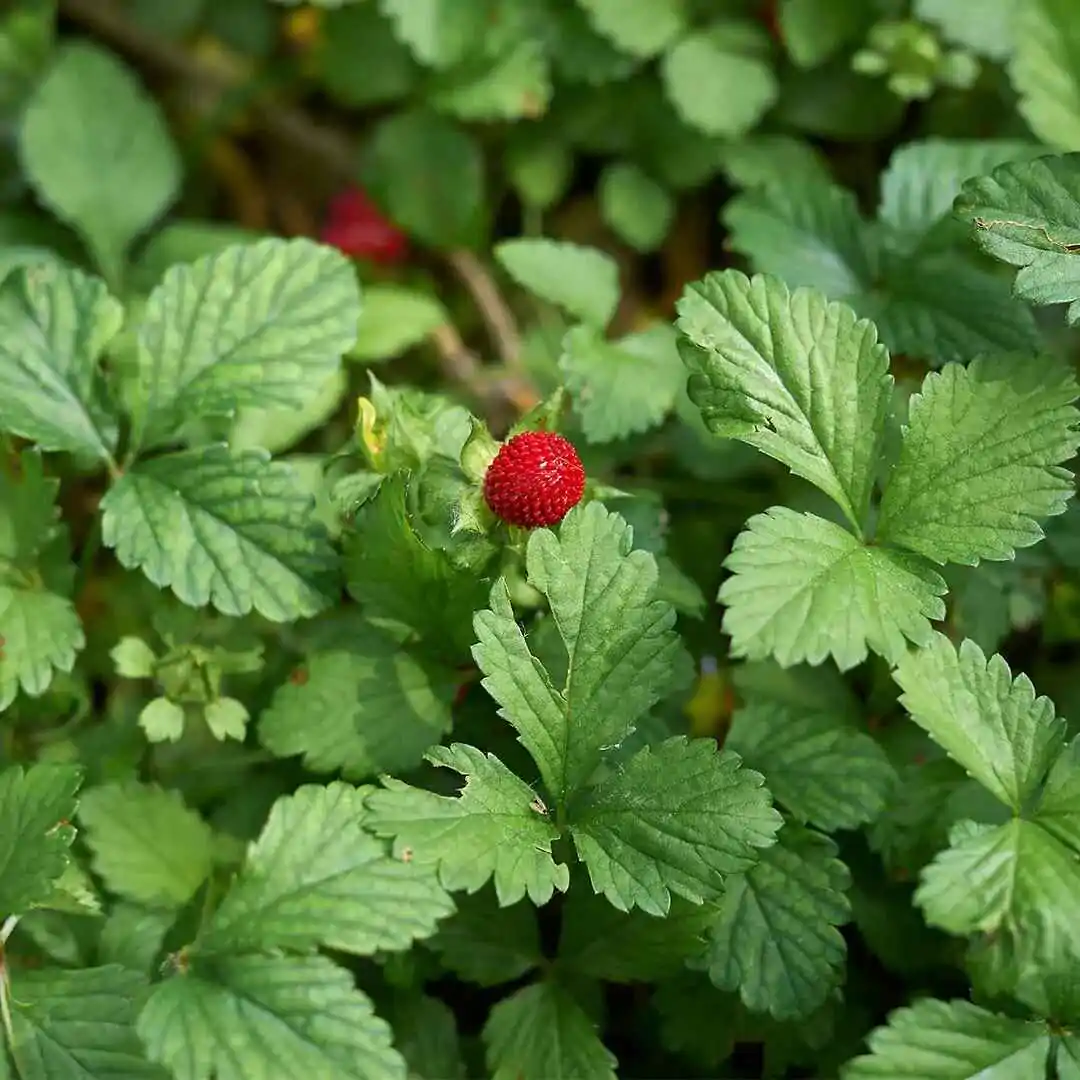 Potentilla indica / Duchesnea indica - Mock Strawberry, Indian Strawberry, Snakeberry - Image 6