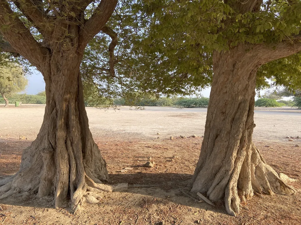 Prosopis cineraria / Adenanthera aculeata / Mimosa cineraria - Indian Mesquite, Persian Mesquite, Ghaf, Khejri, Jand - Image 3