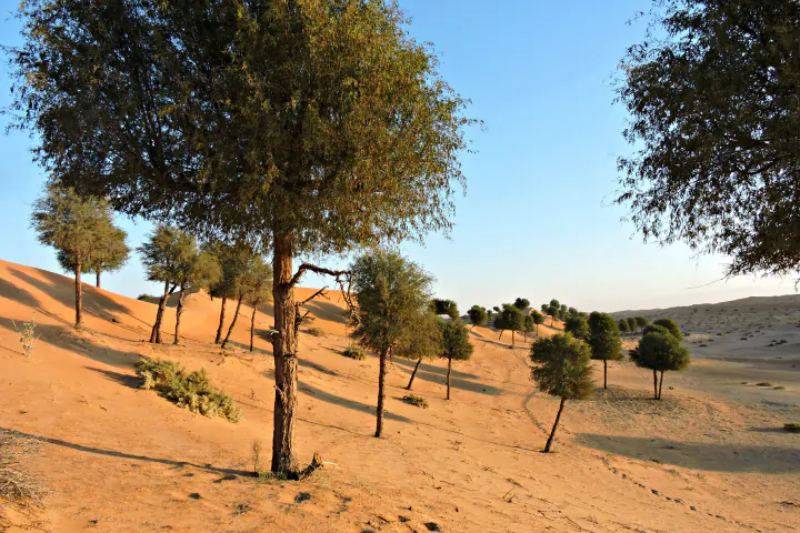Prosopis cineraria / Adenanthera aculeata / Mimosa cineraria - Indian Mesquite, Persian Mesquite, Ghaf, Khejri, Jand - Image 5