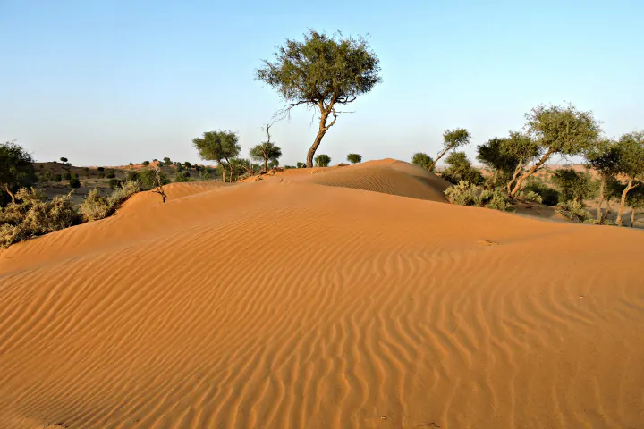Prosopis cineraria / Adenanthera aculeata / Mimosa cineraria - Indian Mesquite, Persian Mesquite, Ghaf, Khejri, Jand - Image 7