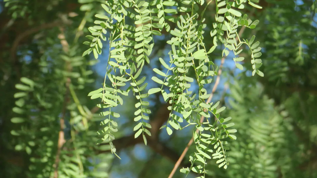 Prosopis cineraria / Adenanthera aculeata / Mimosa cineraria - Indian Mesquite, Persian Mesquite, Ghaf, Khejri, Jand - Image 8