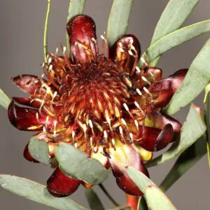 Protea acuminata - Black-rim Sugarbush, South Africa Sederbergsuikerbos