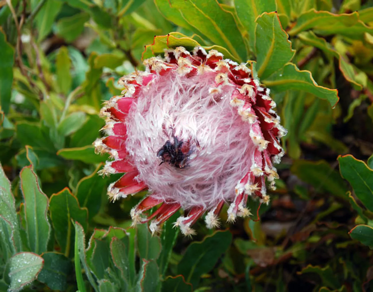 Protea magnifica - Queen Protea, Queen Sugarbush, Bearded Protea - Image 3