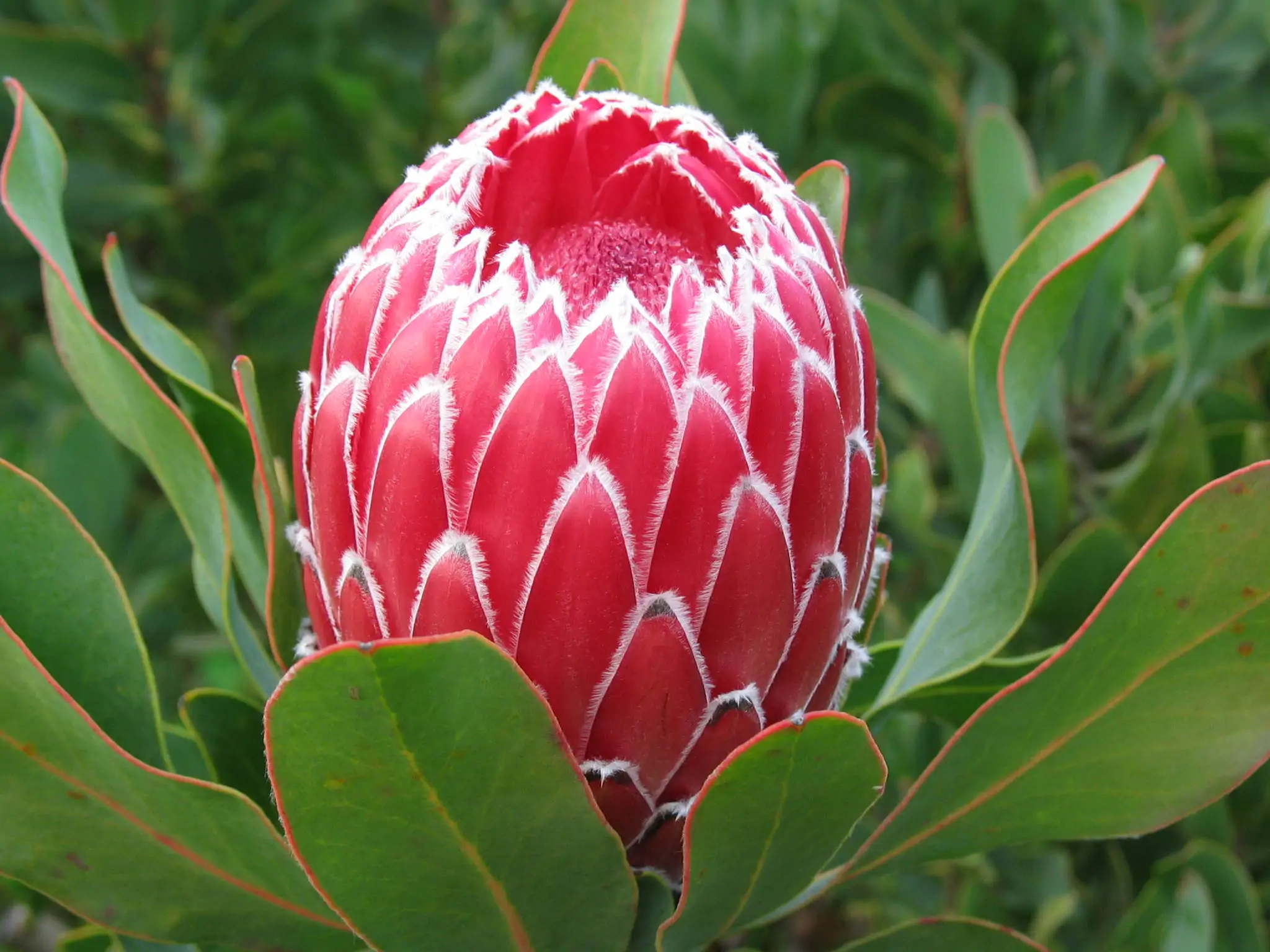 Protea magnifica - Queen Protea, Queen Sugarbush, Bearded Protea - Image 5