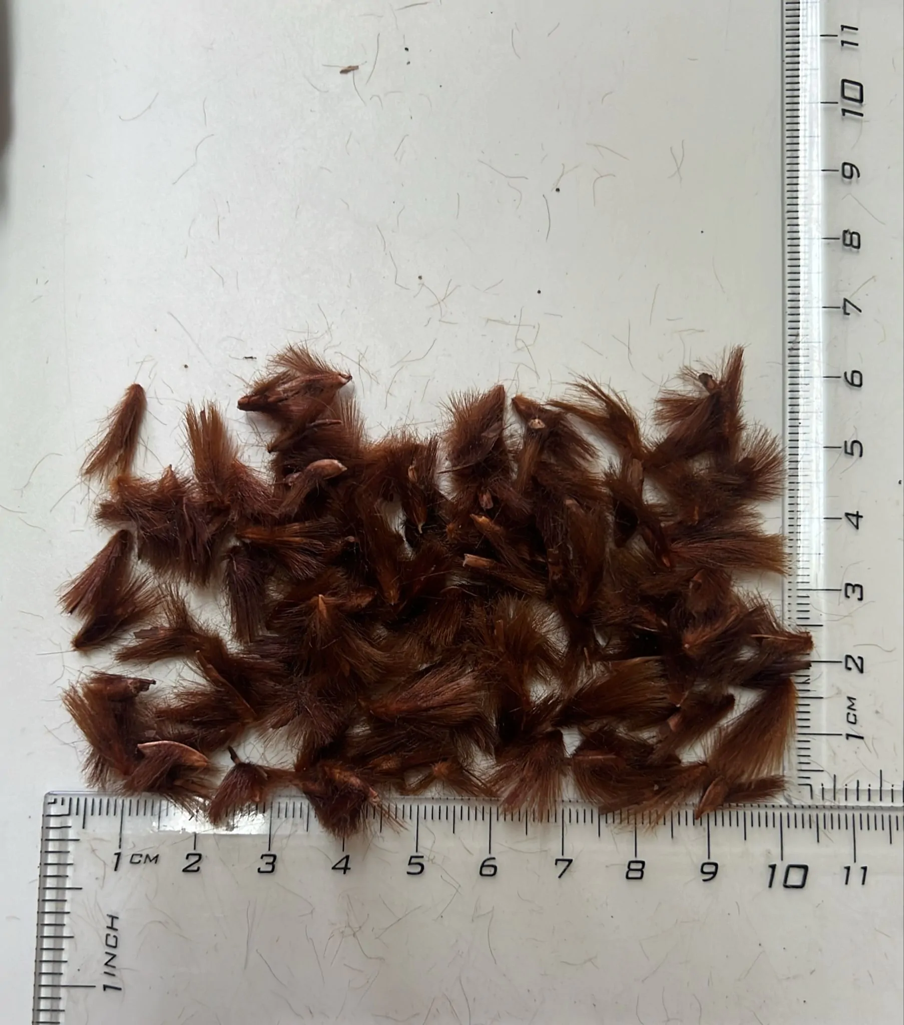 Protea neriifolia - Oleander-leaved Sugarbush, Narrow-leaf Sugarbush, Blue Sugarbush, Oleanderleaf Protea - Image 5