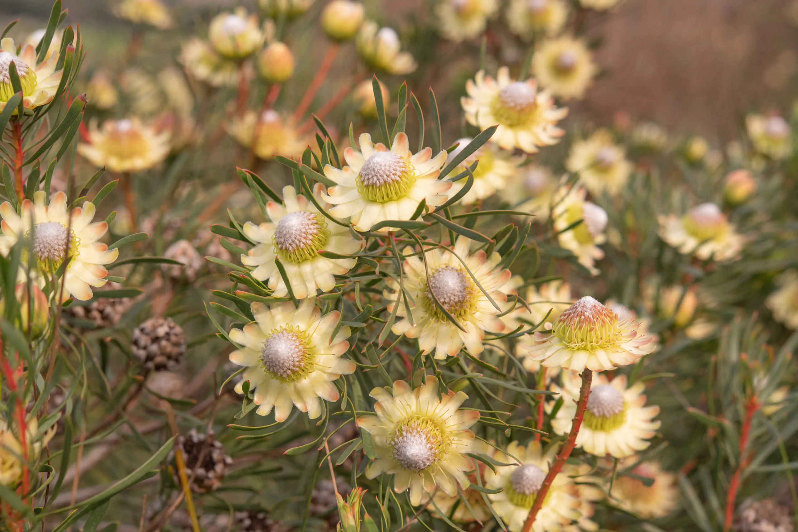 Protea scolymocephala - Thistle Sugarbush, Thistle Protea, Small Green Protea, Scoly, Kleingroenroos - Image 2