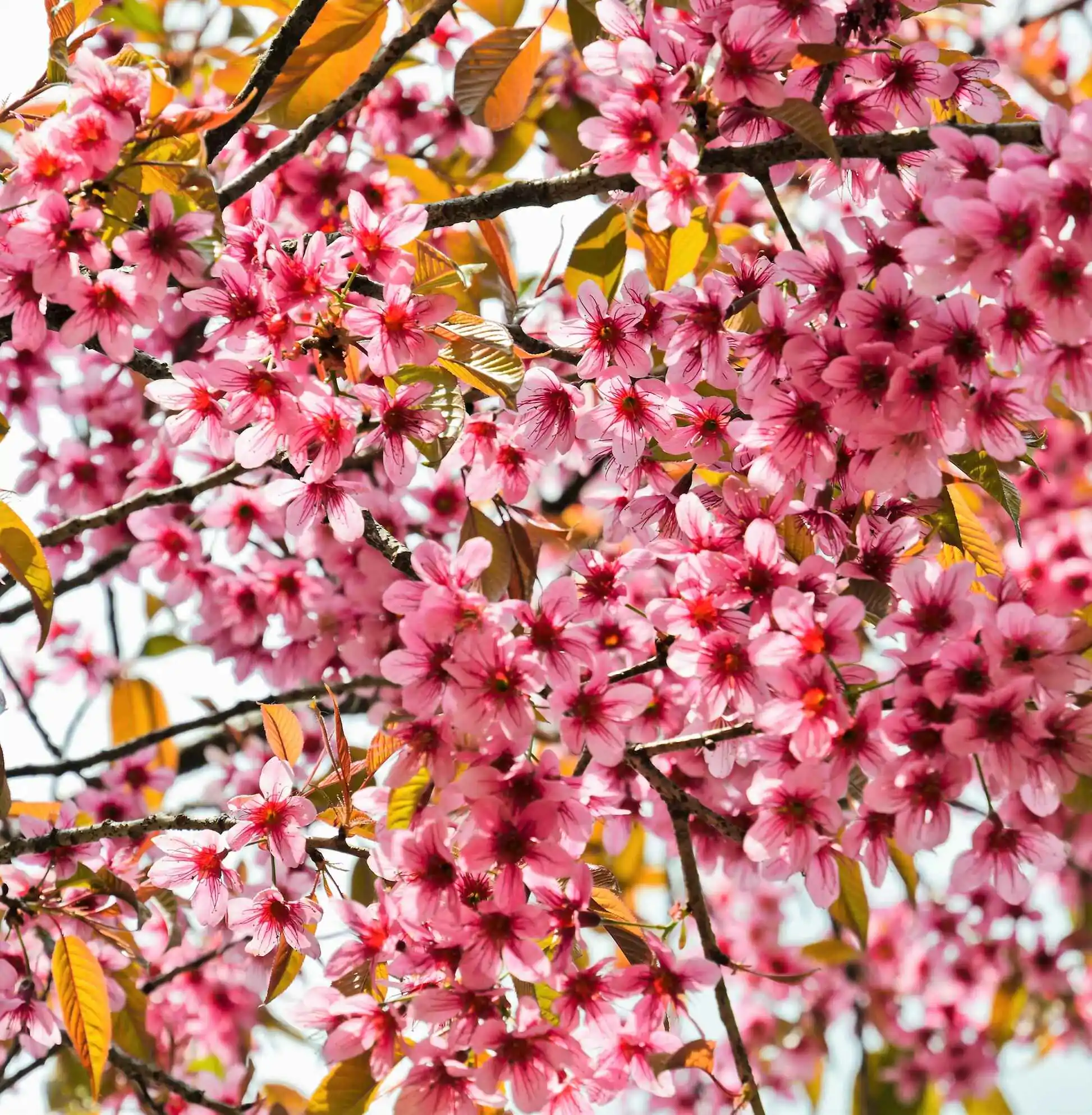 Prunus cerasoides - Himalayan Cherry, Wild Himalayan Cherry, Sour Cherry, Padmaka