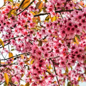 Prunus cerasoides - Himalayan Cherry, Wild Himalayan Cherry, Sour Cherry, Padmaka