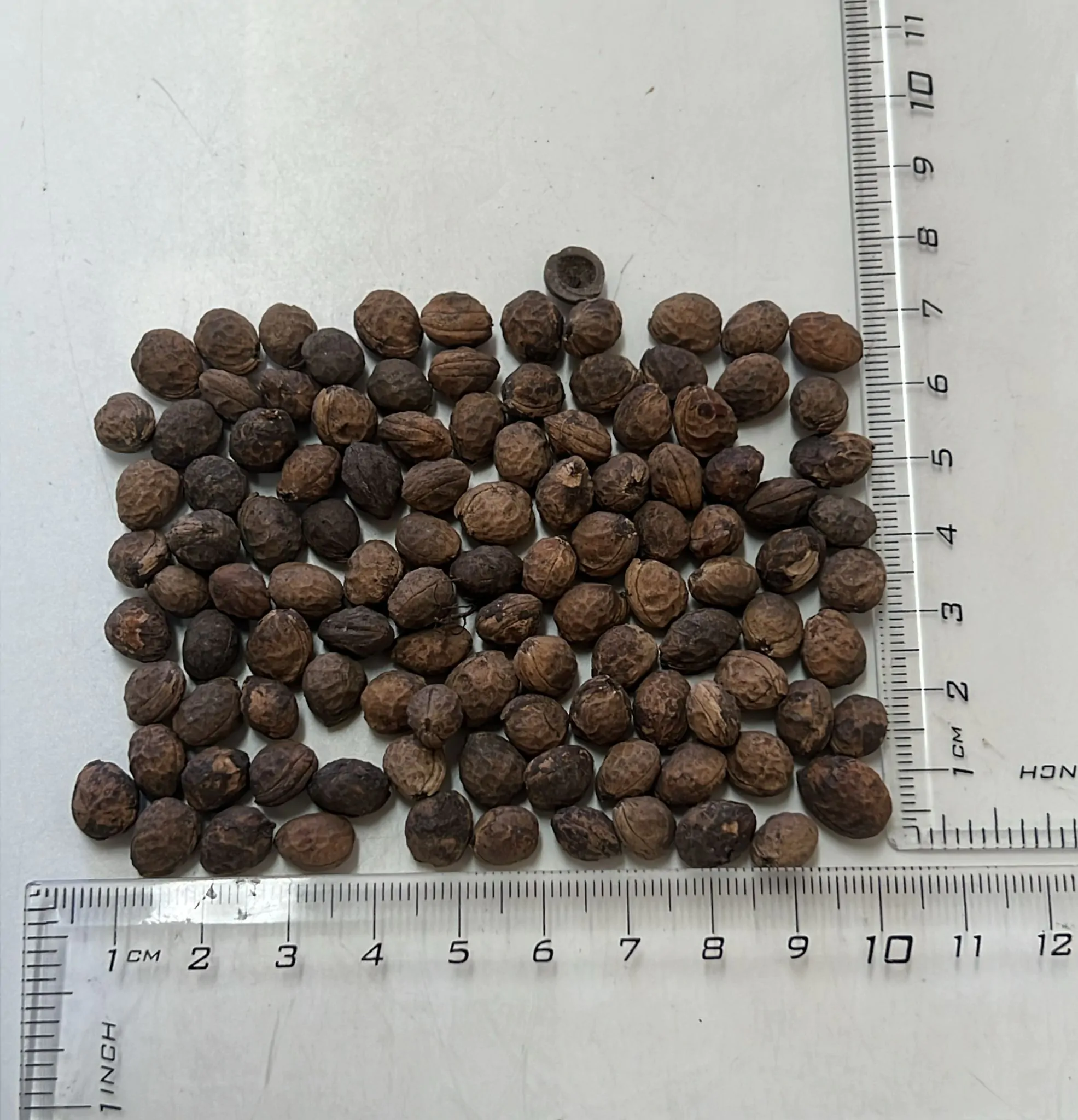 Prunus cerasoides - Himalayan Cherry, Wild Himalayan Cherry, Sour Cherry, Padmaka - Image 6