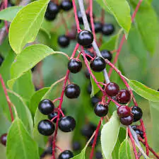 Prunus padus - European Bird Cherry, Hagberry, Mayday Tree - Image 5