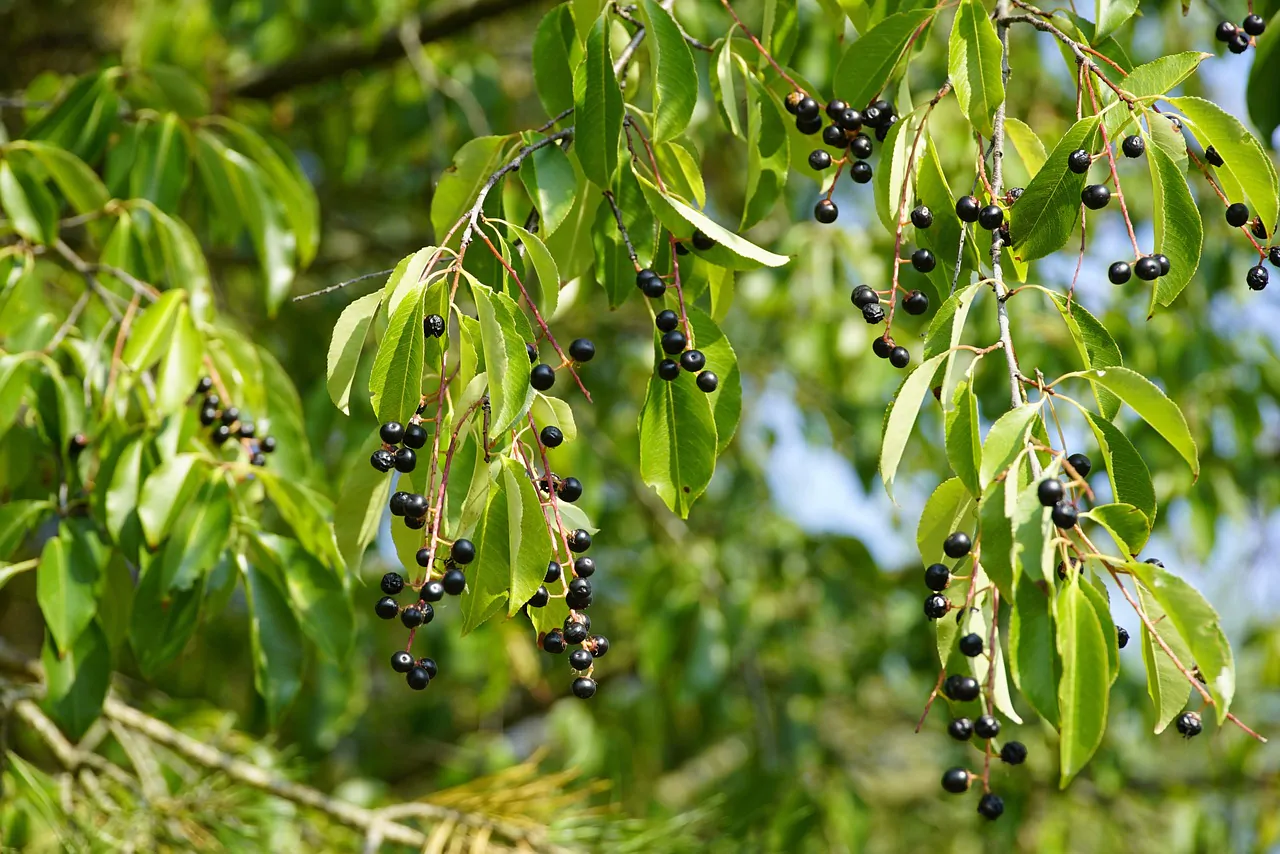 Prunus padus - European Bird Cherry, Hagberry, Mayday Tree - Image 10