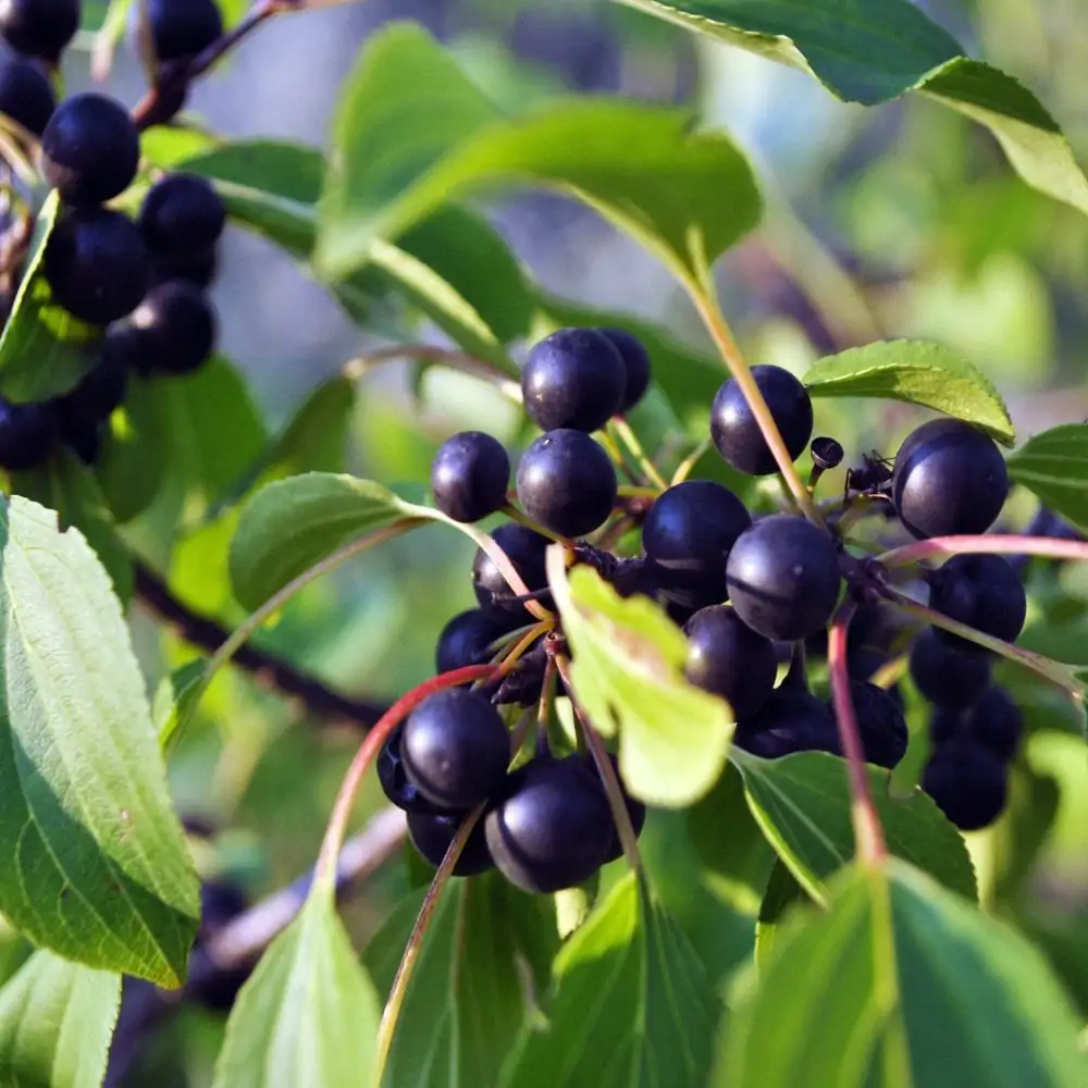 Prunus padus - European Bird Cherry, Hagberry, Mayday Tree - Image 11