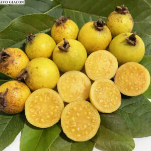 Psidium guineense - Brazilian Guava, Guinea Guava, Sour Guava
