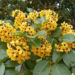 Pterocarpus santalinus - Red Sanders, Red Saunders, Yerra Chandanam, Chenchandanam, Red Sandalwood, Rakta Chandana, Saunderswood