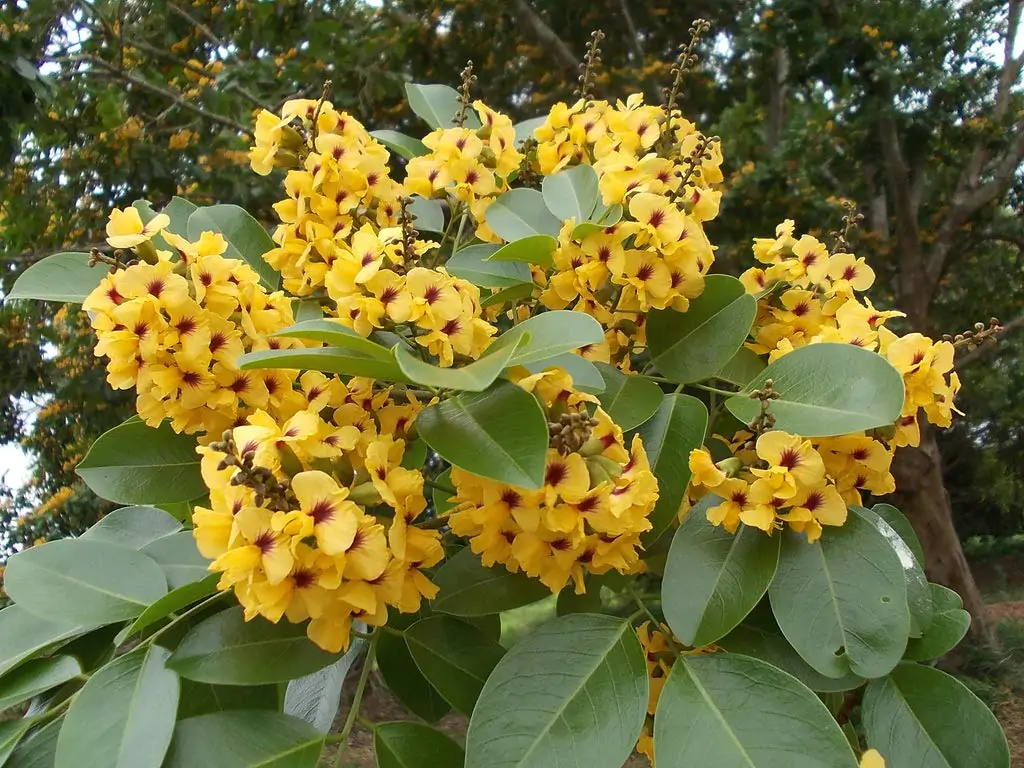 Pterocarpus santalinus - Red Sanders, Red Saunders, Yerra Chandanam, Chenchandanam, Red Sandalwood, Rakta Chandana, Saunderswood